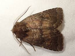 Attēlu rezultāti vaicājumam “Rusina ferruginea”