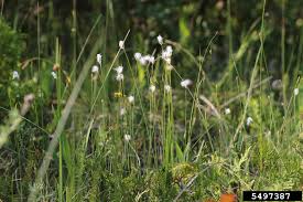 Attēlu rezultāti vaicājumam “Trichophorum alpinum”