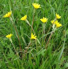 Attēlu rezultāti vaicājumam “Scorzonera humilis leaf”