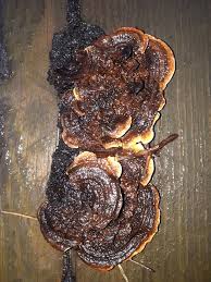 Attēlu rezultāti vaicājumam “Gloeophyllum abietinum”