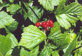 Attēlu rezultāti vaicājumam “Rubus saxatilis fruit”