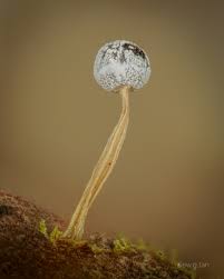 Attēlu rezultāti vaicājumam “Physarum murinum stalked”