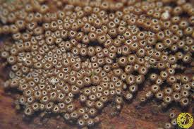 Attēlu rezultāti vaicājumam “Merismodes anomala”