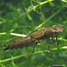 Attēlu rezultāti vaicājumam “Aeshna grandis”