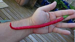 Afbeeldingsresultaat voor joe long cayenne hot pepper
