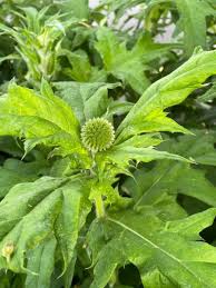 Image result for Echinops spaerocephalus