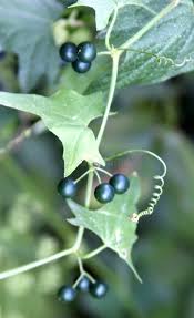 Attēlu rezultāti vaicājumam “Bryonia alba fruit”