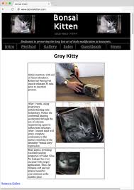 Kuvahaun tulos haulle bonsaikitten