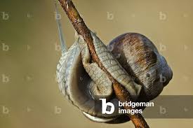 Attēlu rezultāti vaicājumam “Helix pomatia”