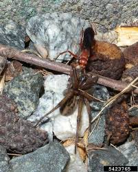 Attēlu rezultāti vaicājumam “Pompilidae”