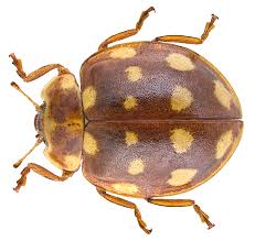 Attēlu rezultāti vaicājumam “Calvia quatuordecimguttata”