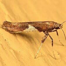 Attēlu rezultāti vaicājumam “Caloptilia stigmatella”