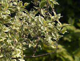 Attēlu rezultāti vaicājumam “Cornus mas”