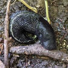 Attēlu rezultāti vaicājumam “Limax cinereoniger”