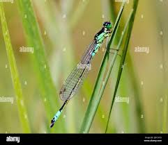 Attēlu rezultāti vaicājumam “Coenagrion armatum female”