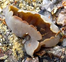 Attēlu rezultāti vaicājumam “Peziza varia”