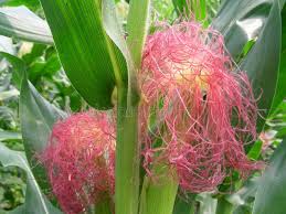 Attēlu rezultāti vaicājumam “Zea mays female flower”