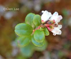 Attēlu rezultāti vaicājumam “Vaccinium vitis-idaea bud”