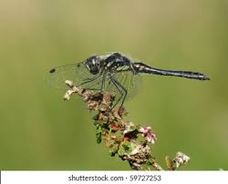 Attēlu rezultāti vaicājumam “Sympetrum danae”