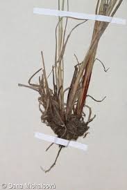 Attēlu rezultāti vaicājumam “Carex hartmanii”