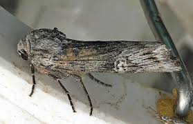 Attēlu rezultāti vaicājumam “Lithomoia solidaginis”