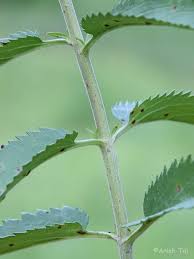 Attēlu rezultāti vaicājumam “Veronica longifolia fruit”