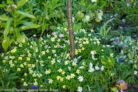 Attēlu rezultāti vaicājumam “Anemone x lipsiensis”