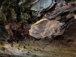 Attēlu rezultāti vaicājumam “Leptoporus mollis”