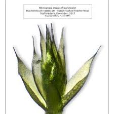 Attēlu rezultāti vaicājumam “Brachythecium rutabulum sporophyte”