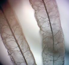 Attēlu rezultāti vaicājumam “Stemonitis axifera stalked”