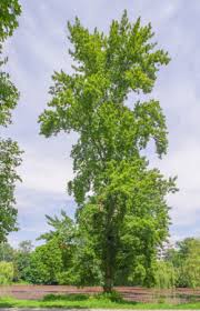 Attēlu rezultāti vaicājumam “Populus x berolinensis”