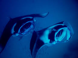 Image result for Mobula alfredi