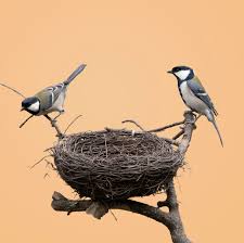 Attēlu rezultāti vaicājumam “nest”