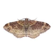 Attēlu rezultāti vaicājumam “Xanthorhoe spadicearia”