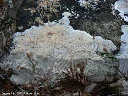 Attēlu rezultāti vaicājumam “Phlebiopsis gigantea”