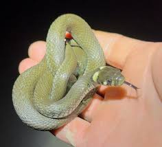 Attēlu rezultāti vaicājumam “Natrix natrix”