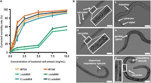 Attēlu rezultāti vaicājumam “Enteridium liceoides young”