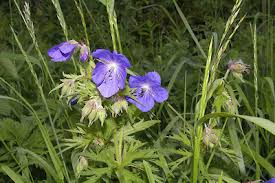 Attēlu rezultāti vaicājumam “Geranium pratense leaf”