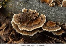 Attēlu rezultāti vaicājumam “Hymenochaete rubiginosa”