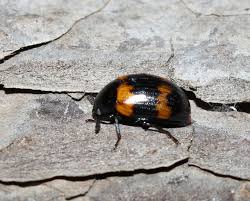 Attēlu rezultāti vaicājumam “Diaperis boleti”