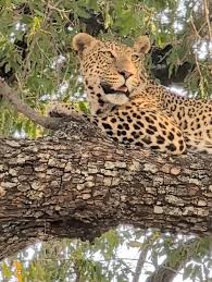 Image result for Rayleigh boys under 7's Leopards- need a Goalie!