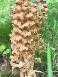 Attēlu rezultāti vaicājumam “Neottia nidus-avis bud”