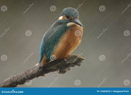 Attēlu rezultāti vaicājumam “Alcedo atthis nest”