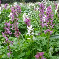Attēlu rezultāti vaicājumam “Corydalis cava fruit”