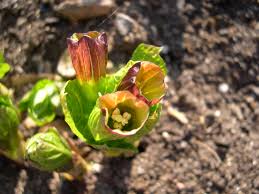 Attēlu rezultāti vaicājumam “Scopolia carniolica flower”