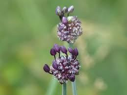 Attēlu rezultāti vaicājumam “Allium scorodoprasum”