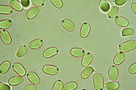 Attēlu rezultāti vaicājumam “Hygrocybe cantharellus”