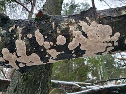 Attēlu rezultāti vaicājumam “Datronia mollis”