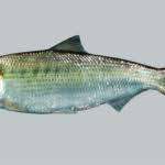 Image result for Alosa mediocris