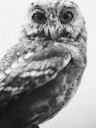 Attēlu rezultāti vaicājumam “Strigiformes”